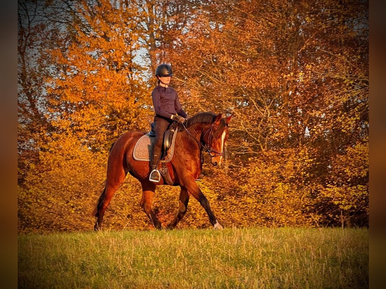 Westfaal Merrie 7 Jaar 160 cm Bruin in Sehlen