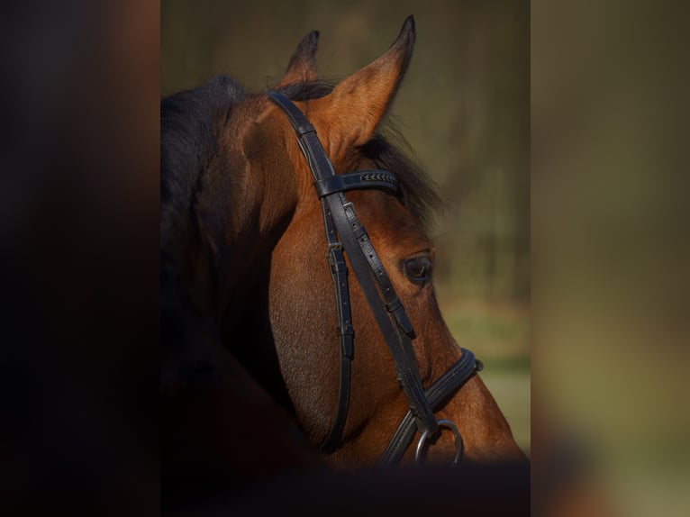 Westfaal Merrie 7 Jaar 160 cm Bruin in Warstein