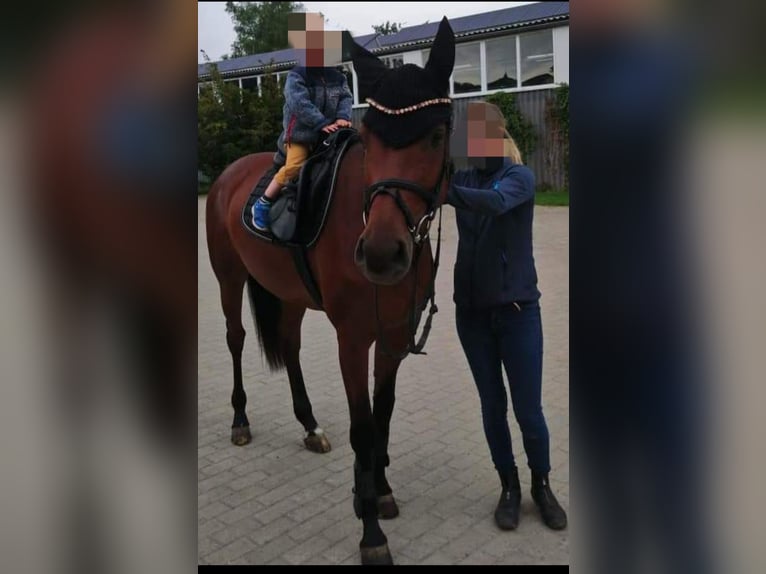 Westfaal Merrie 7 Jaar 160 cm Bruin in Warstein