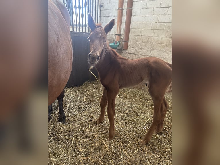 Westfaal Merrie 7 Jaar 160 cm Bruin in Lünen