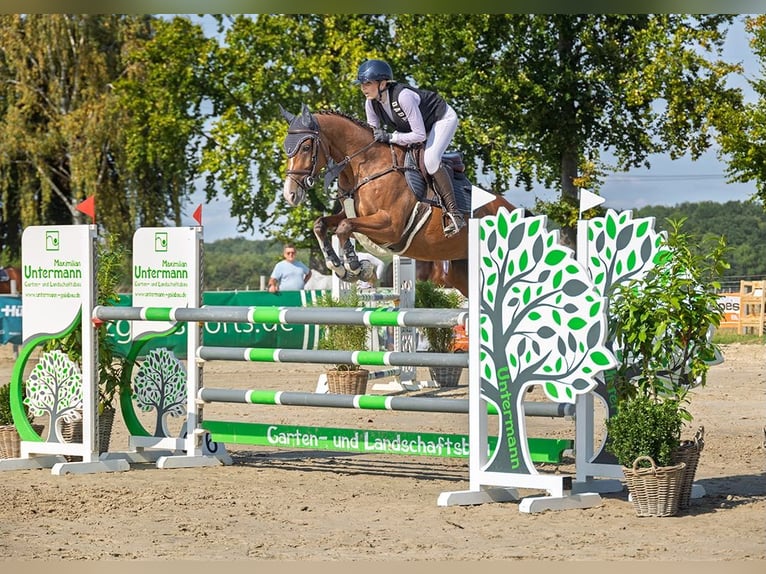 Westfaal Merrie 7 Jaar 160 cm Bruin in Schwerte