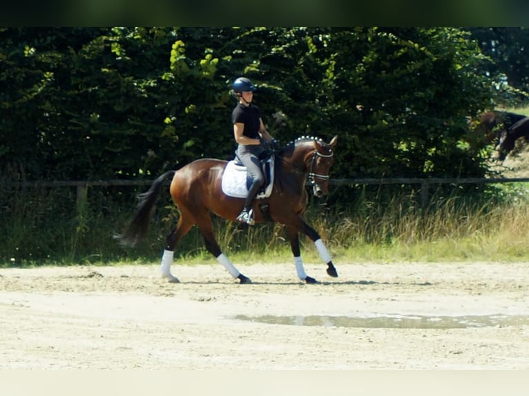 Westfaal Merrie 7 Jaar 163 cm Bruin in Iserlohn