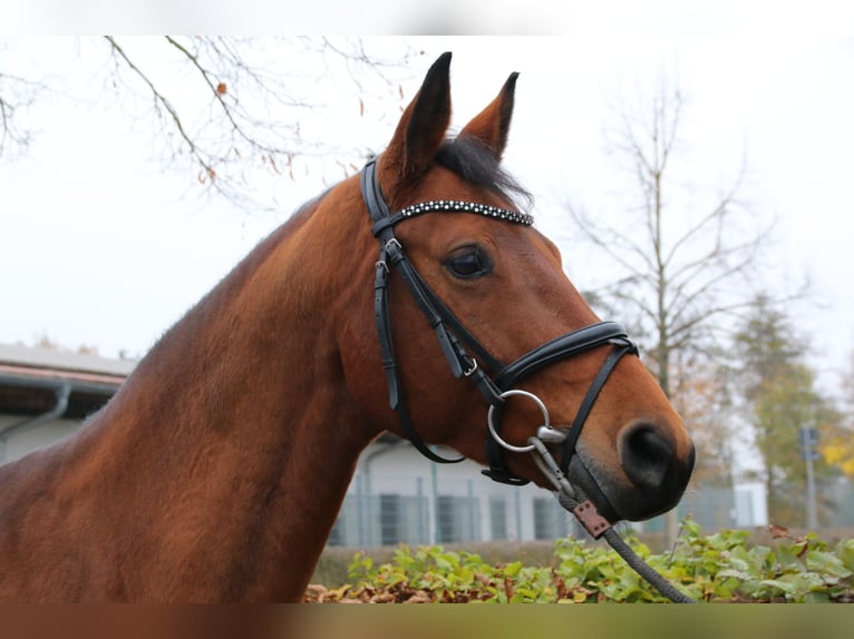 Westfaal Merrie 7 Jaar 163 cm Bruin in Waigolshausen