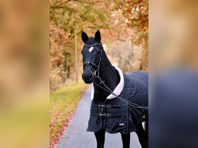 Westfaal Merrie 7 Jaar 163 cm Donkerbruin in H&#xF6;rstel