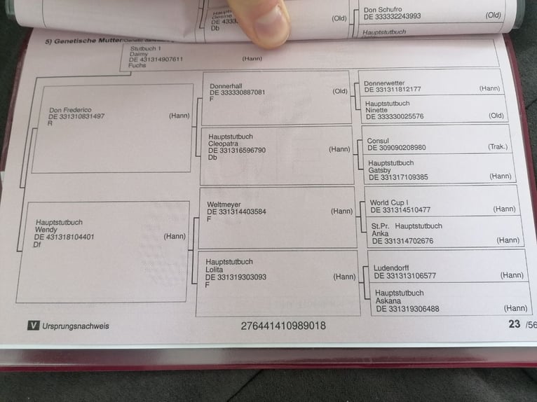 Westfaal Merrie 7 Jaar 163 cm Donkere-vos in Speyer