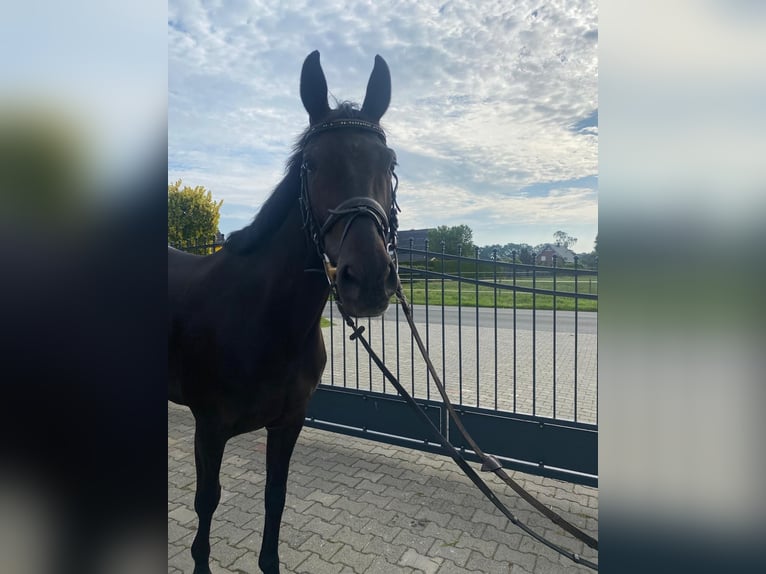 Westfaal Merrie 7 Jaar 163 cm Zwart in Neuenkirchen