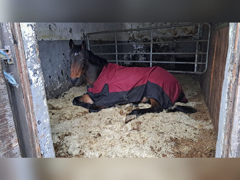 Westfaal Merrie 7 Jaar 164 cm Bruin in Gummersbach