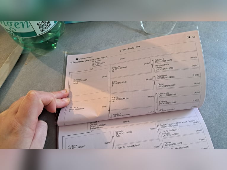 Westfaal Merrie 7 Jaar 164 cm Bruin in Gummersbach