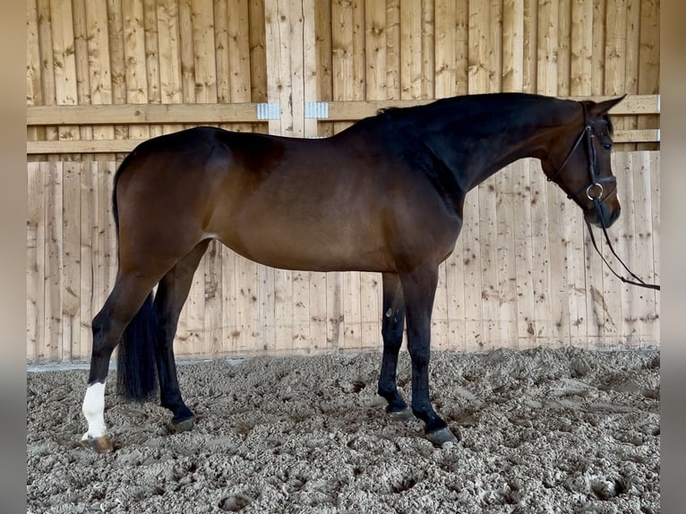 Westfaal Merrie 7 Jaar 164 cm Bruin in Meinerzhagen