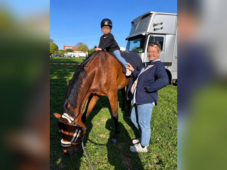 Westfaal Merrie 7 Jaar 164 cm Bruin in Büren