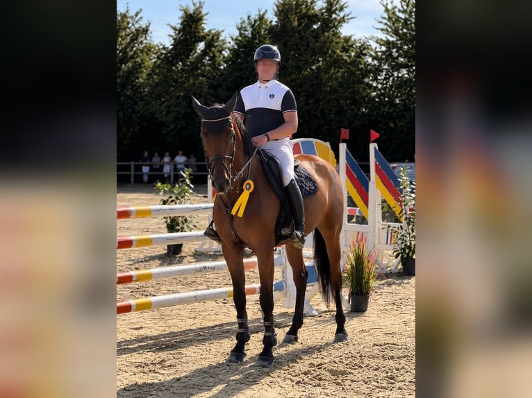 Westfaal Merrie 7 Jaar 164 cm Bruin in Büren