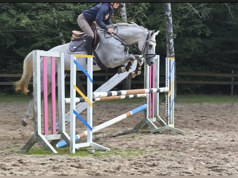 Westfaal Merrie 7 Jaar 164 cm Schimmel in Braunschweig