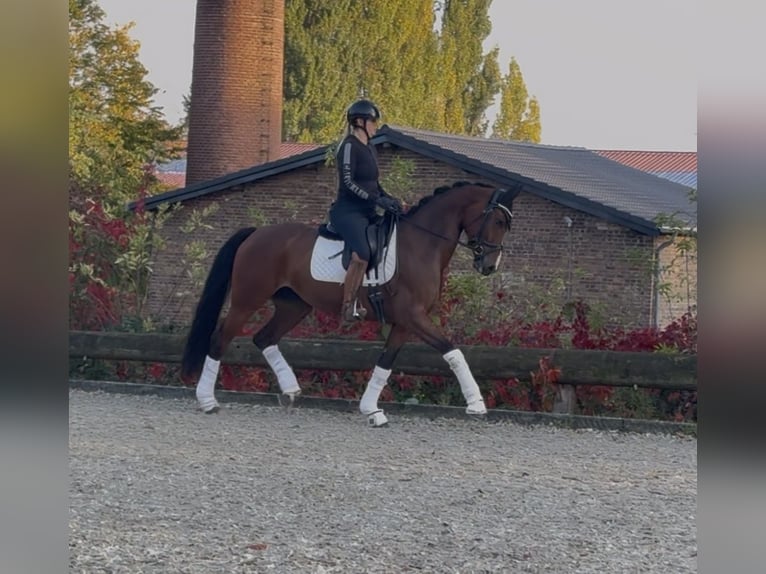 Westfaal Merrie 7 Jaar 165 cm Bruin in Rommerskirchen