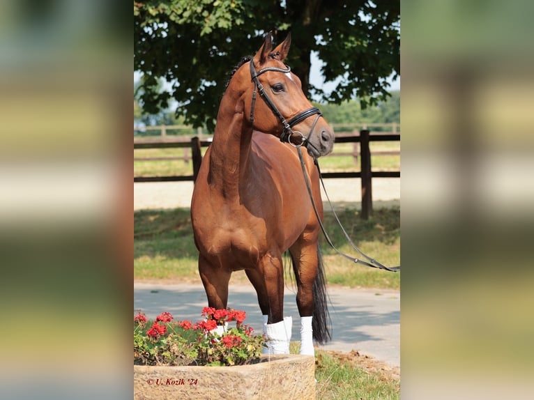 Westfaal Merrie 7 Jaar 165 cm Bruin in Saerbeck