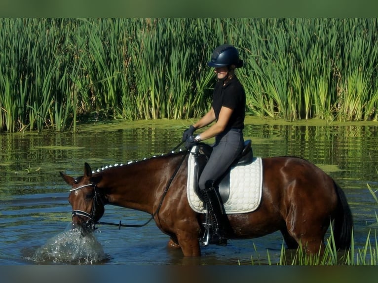 Westfaal Merrie 7 Jaar 165 cm Bruin in Iserlohn