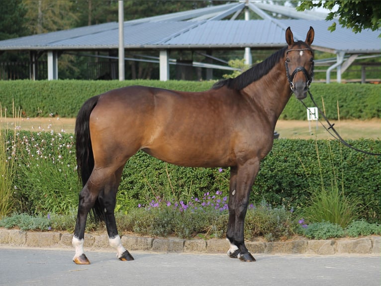 Westfaal Merrie 7 Jaar 165 cm Bruin in Datteln