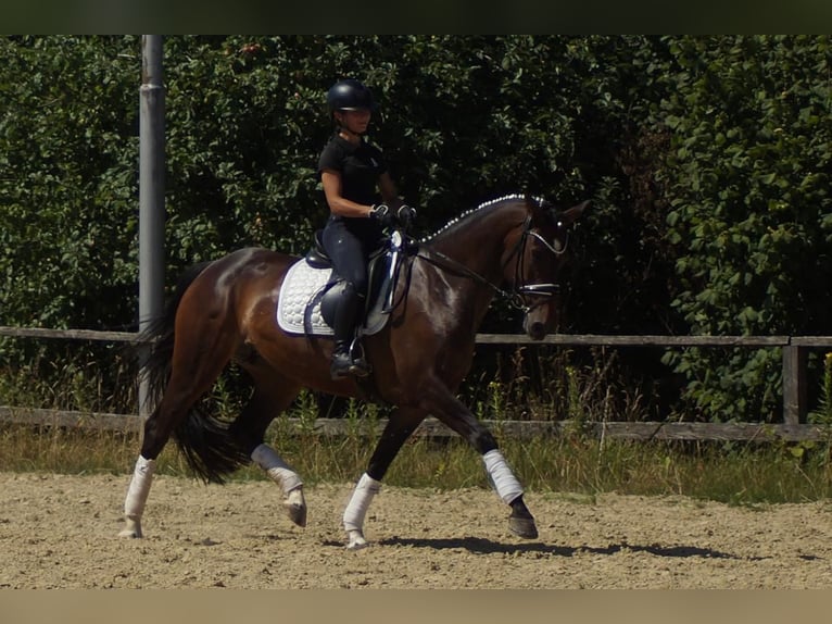 Westfaal Merrie 7 Jaar 165 cm Donkerbruin in Iserlohn