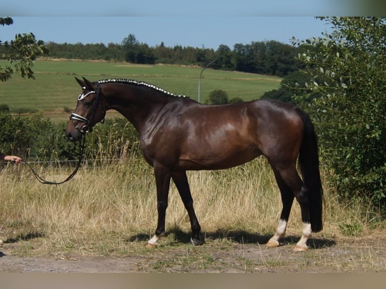Westfaal Merrie 7 Jaar 165 cm Donkerbruin in Iserlohn