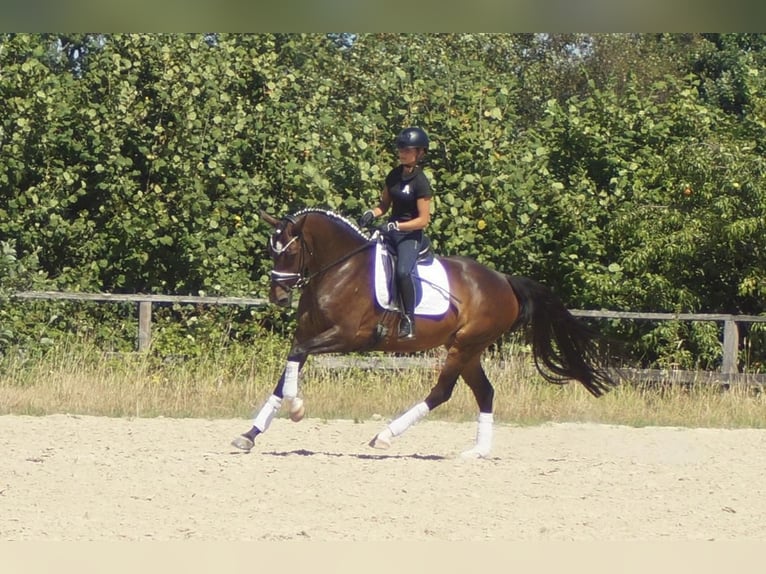 Westfaal Merrie 7 Jaar 165 cm Donkerbruin in Iserlohn