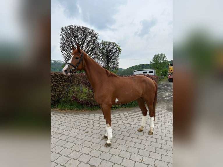 Westfaal Merrie 7 Jaar 165 cm Vos in Büren