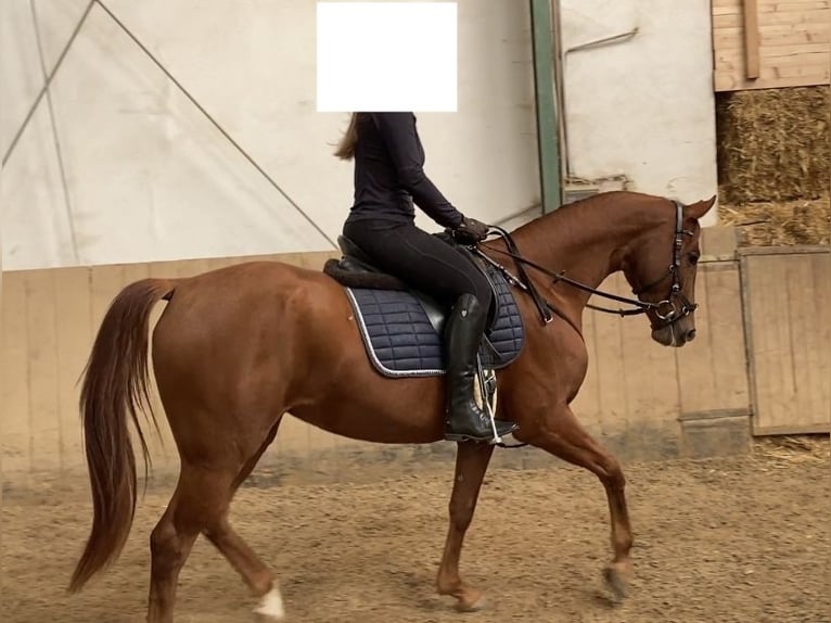 Westfaal Merrie 7 Jaar 165 cm Vos in Starnberg