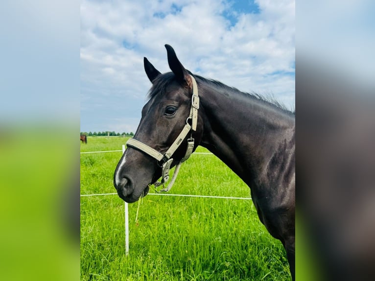 Westfaal Merrie 7 Jaar 165 cm Zwart in Beckum