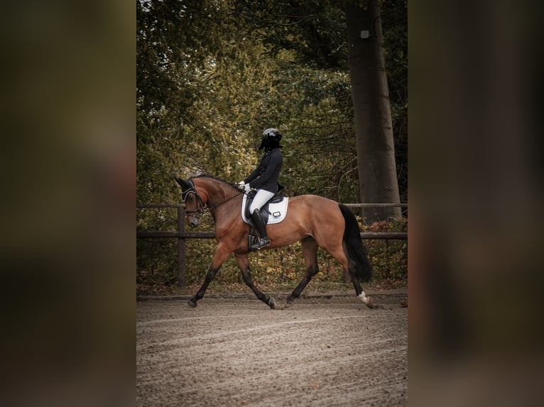 Westfaal Merrie 7 Jaar 166 cm  in Neukirchen-Vluyn