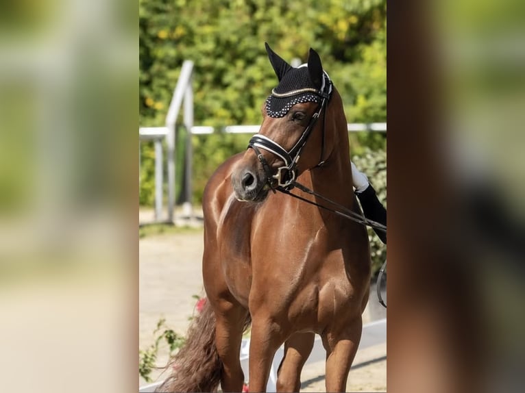 Westfaal Merrie 7 Jaar 166 cm Vos in Oberderdingen