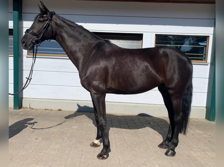 Westfaal Merrie 7 Jaar 166 cm Zwartbruin in Neuburg an der Kammel