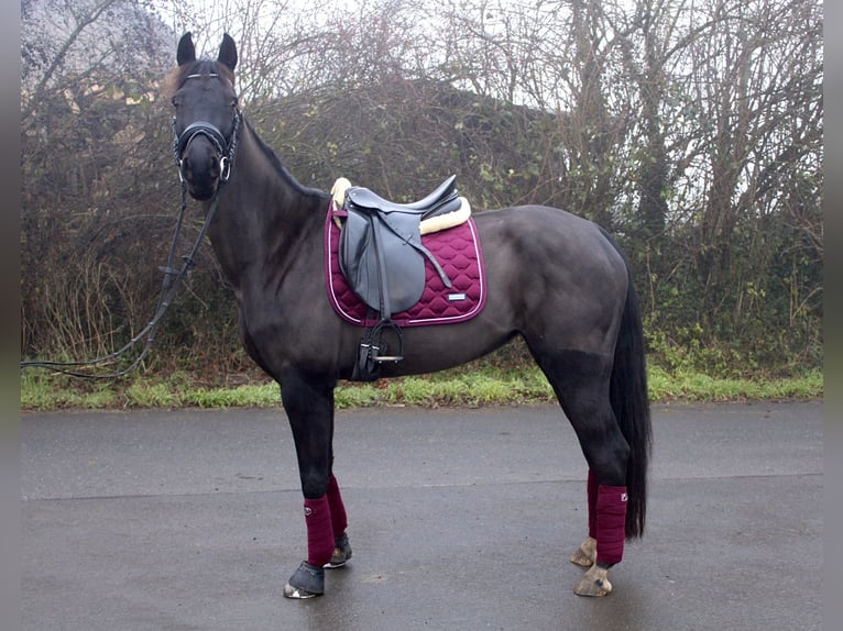 Westfaal Merrie 7 Jaar 166 cm Zwartbruin in M&#xFC;nster