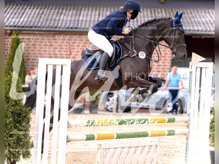 Westfaal Merrie 7 Jaar 166 cm Zwartbruin in M&#xFC;nster