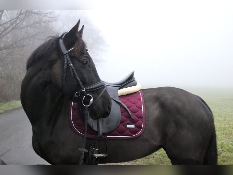 Westfaal Merrie 7 Jaar 166 cm Zwartbruin in M&#xFC;nster