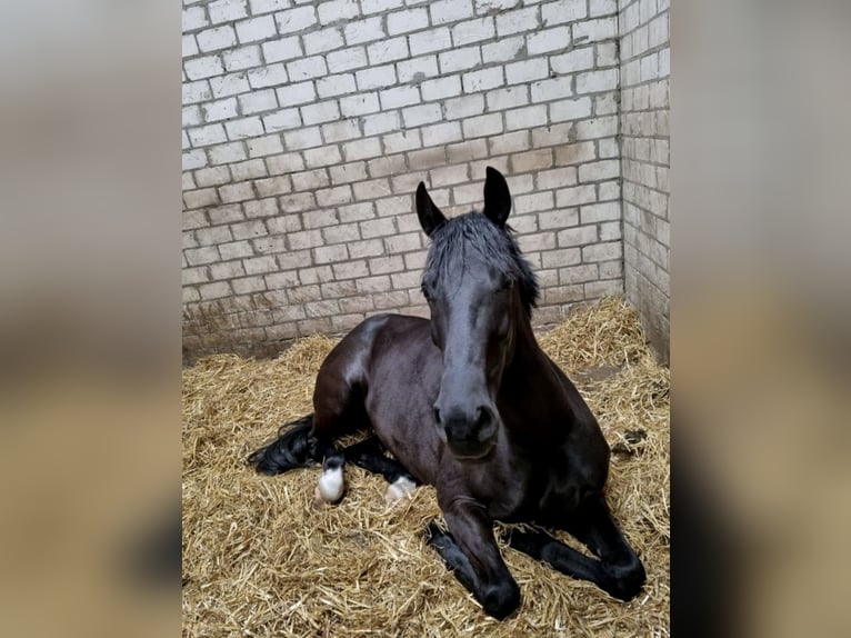 Westfaal Merrie 7 Jaar 166 cm Zwartbruin in M&#xFC;nster