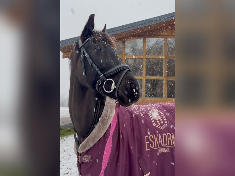 Westfaal Merrie 7 Jaar 166 cm Zwartbruin in Münster