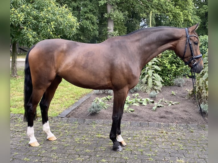 Westfaal Merrie 7 Jaar 167 cm Bruin in Lienen