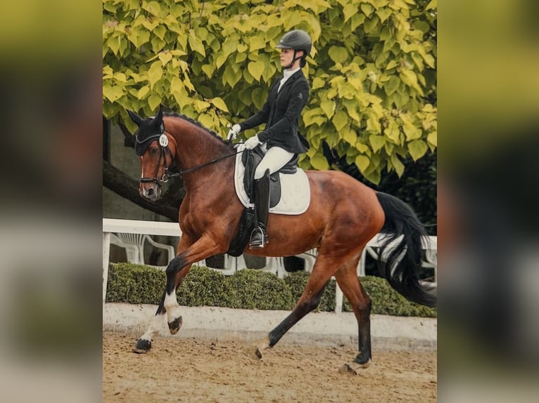 Westfaal Merrie 7 Jaar 167 cm Bruin in Erftstadt