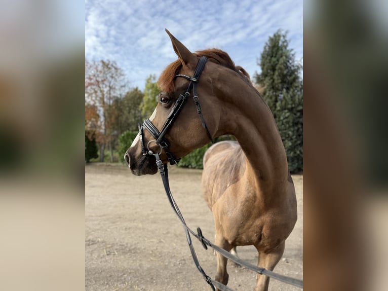 Westfaal Merrie 7 Jaar 167 cm Roodvos in Oud Gastel