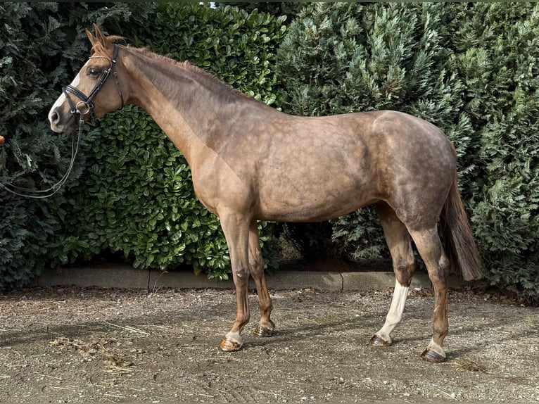 Westfaal Merrie 7 Jaar 167 cm Roodvos in Oud Gastel