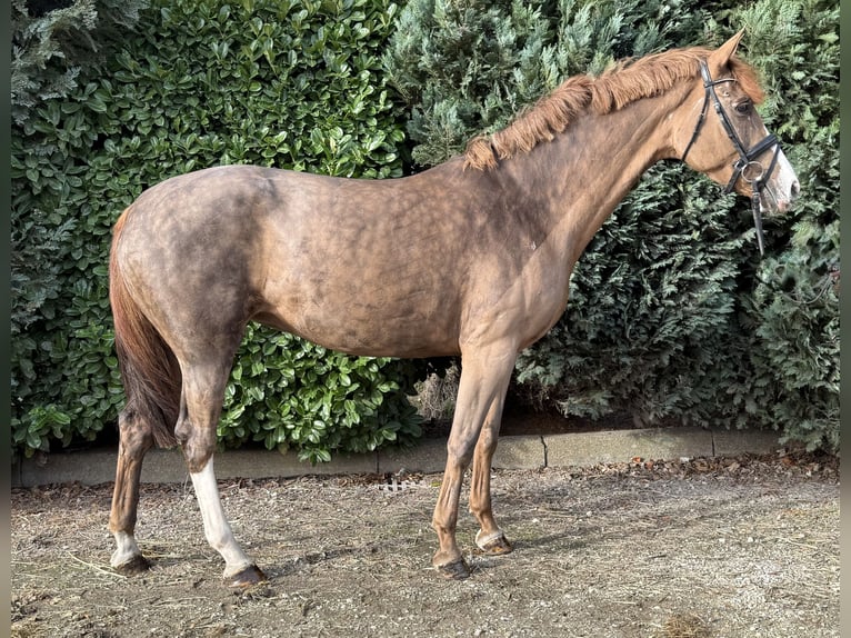 Westfaal Merrie 7 Jaar 167 cm Roodvos in Oud Gastel