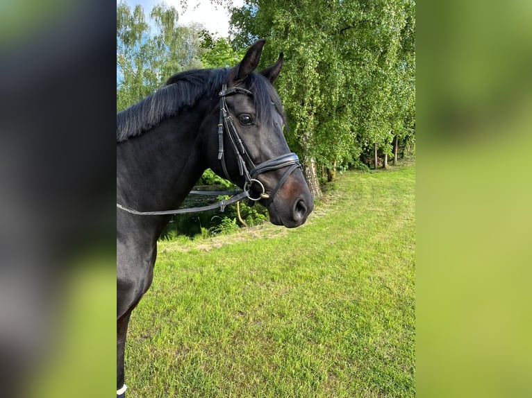 Westfaal Merrie 7 Jaar 167 cm Zwartbruin in D&#xFC;sseldorfD&#xFC;sseldorf