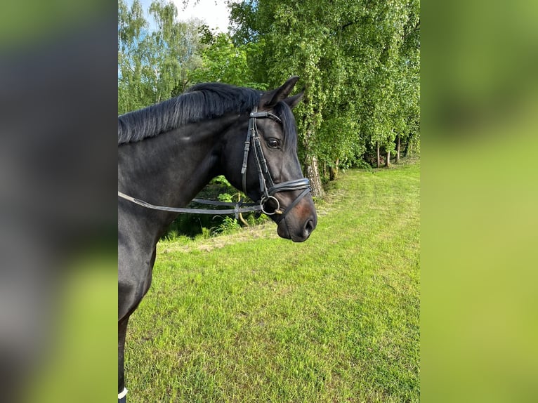 Westfaal Merrie 7 Jaar 167 cm Zwartbruin in D&#xFC;sseldorfD&#xFC;sseldorf