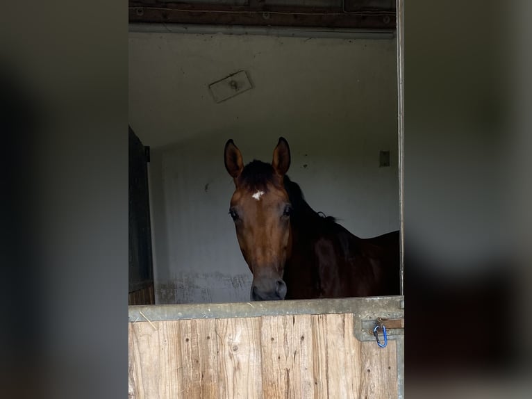 Westfaal Merrie 7 Jaar 168 cm Bruin in Straubing