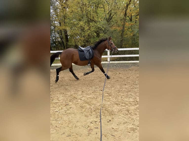 Westfaal Merrie 7 Jaar 168 cm Bruin in Straubing