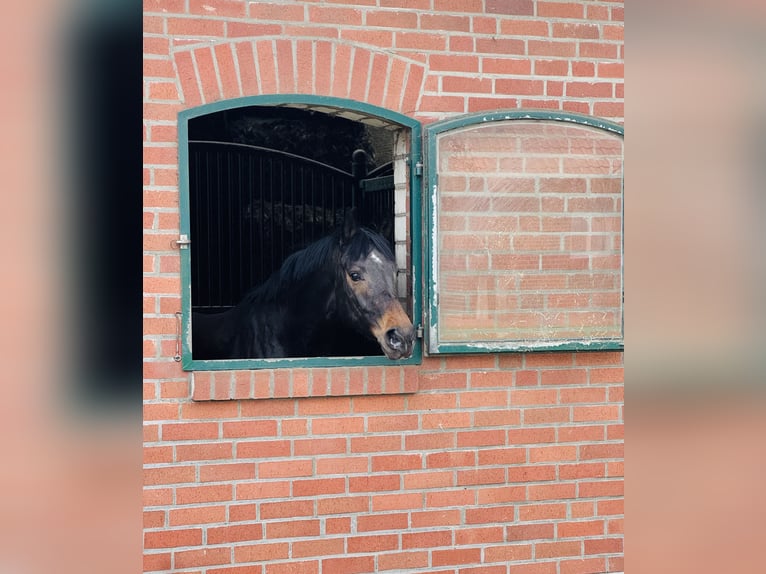 Westfaal Merrie 7 Jaar 168 cm Bruin in Ascheberg