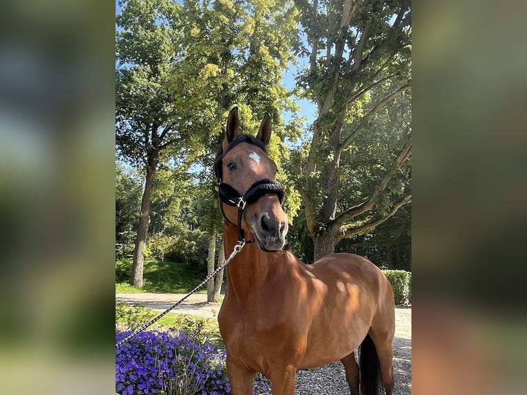 Westfaal Merrie 7 Jaar 168 cm Bruin in Darmstadt