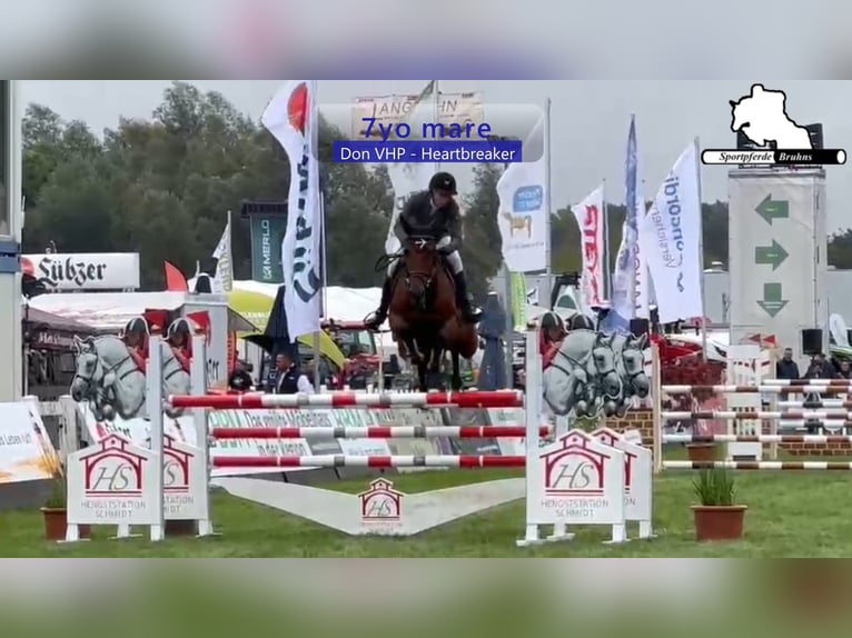 Westfaal Merrie 7 Jaar 168 cm Bruin in Gadow