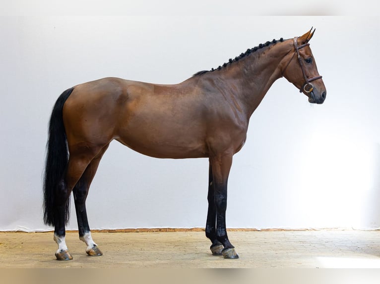 Westfaal Merrie 7 Jaar 168 cm Bruin in Waddinxveen
