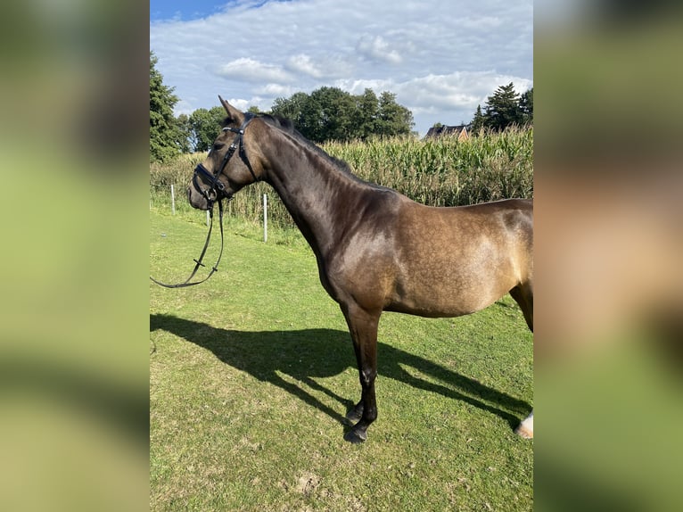 Westfaal Merrie 7 Jaar 168 cm Buckskin in Elmshorn