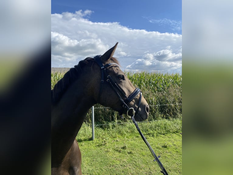 Westfaal Merrie 7 Jaar 168 cm Buckskin in Elmshorn