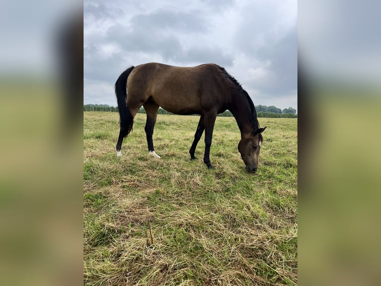 Westfaal Merrie 7 Jaar 168 cm Buckskin in Elmshorn